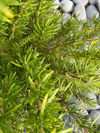 Rosemary