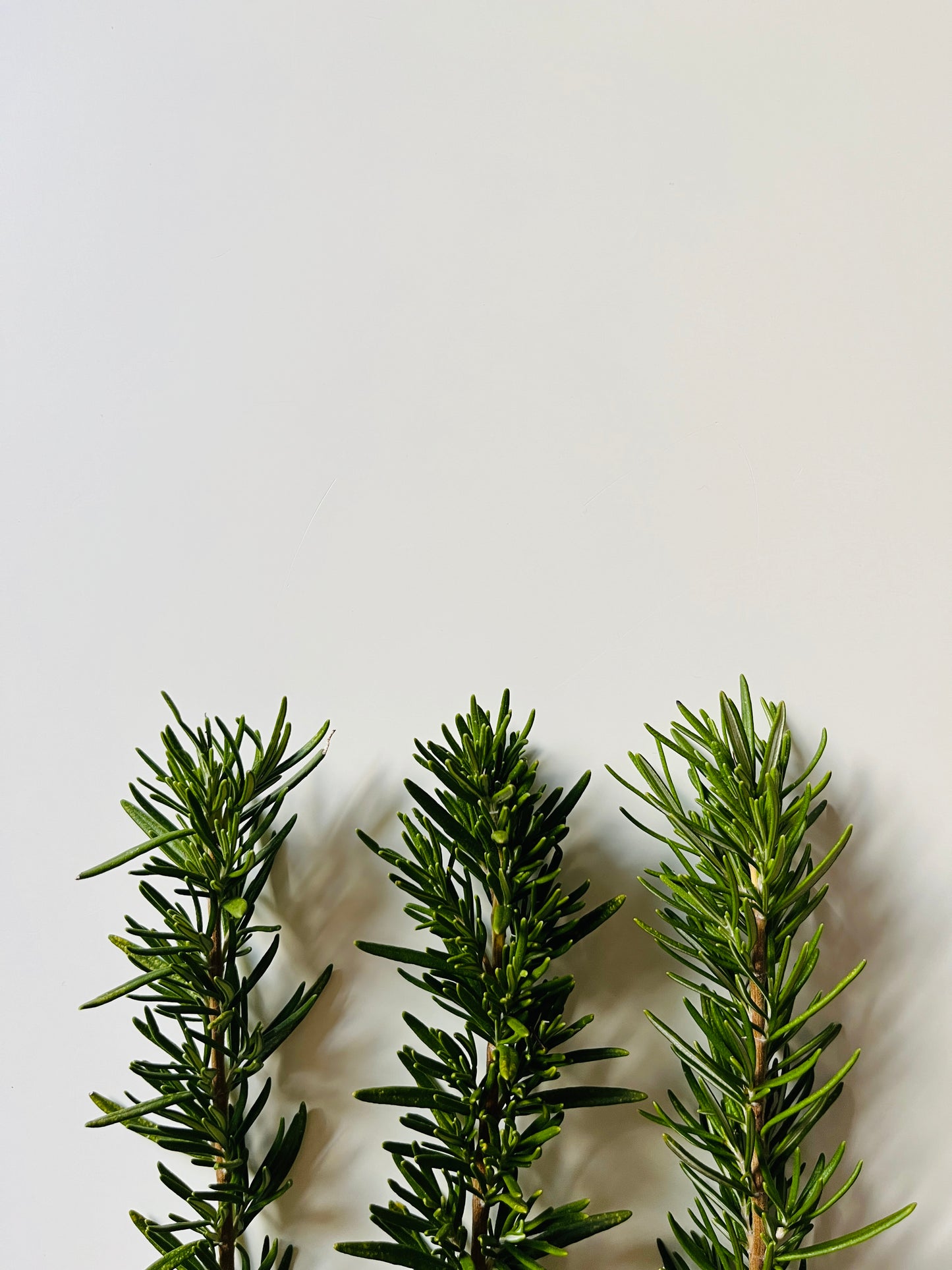 Rosemary
